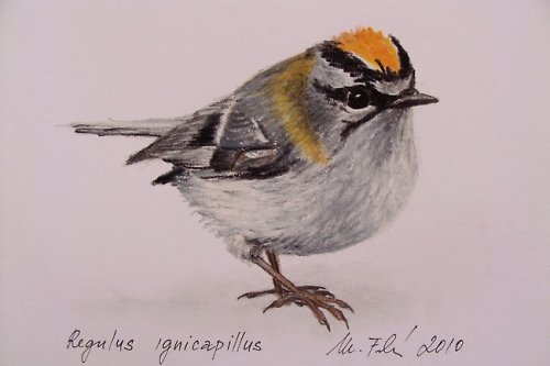 Králíček ohnivý - olejový pastel — foto 1