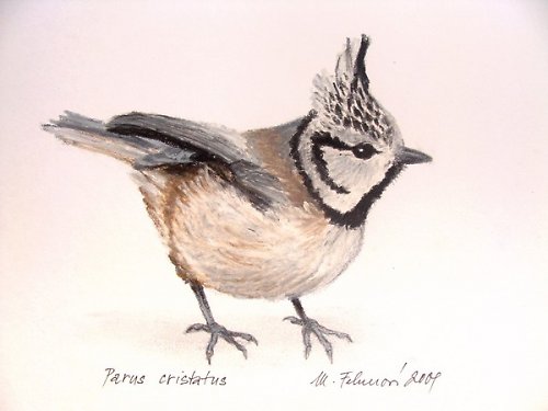 Sýkora parukářka — foto 1