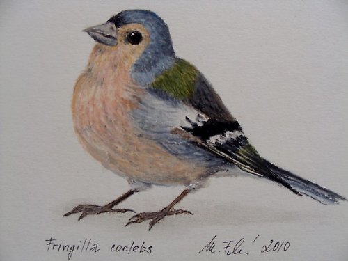 Pěnkava obecná - olejový pastel — foto 1