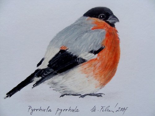 Hýl obecný - olejový pastel — foto 1