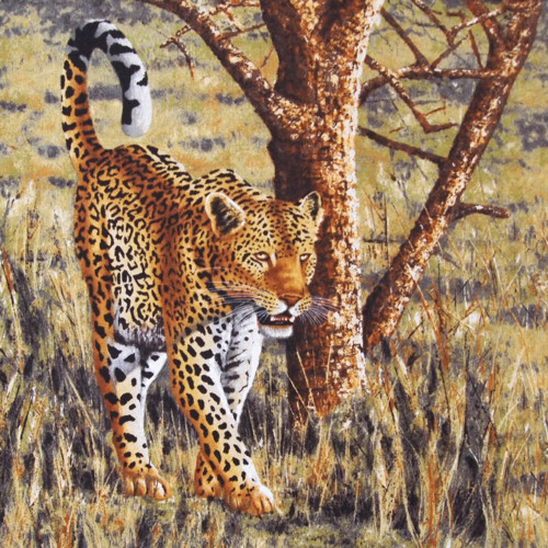Safari - panel — foto 1
