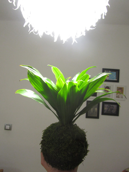 Závěsná kokedama Dracena — foto 1
