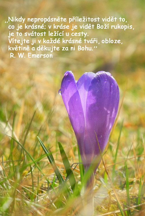 O kráse ... přání, citát