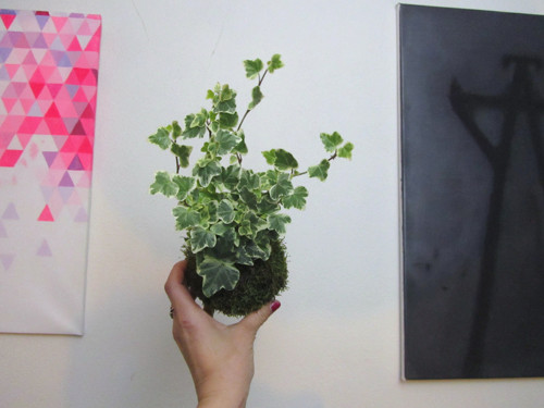 Kokedama hedera — foto 1