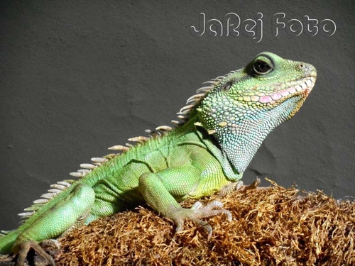 Agama