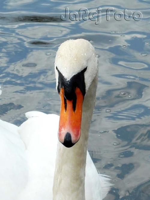Labuť