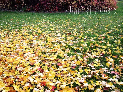 Listí na trávě — foto 1
