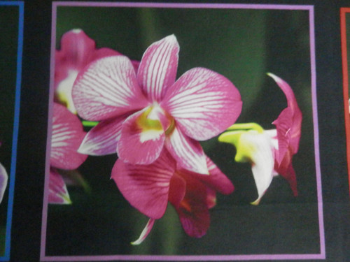 Látkové obrázky - Orchidea 6 — foto 1