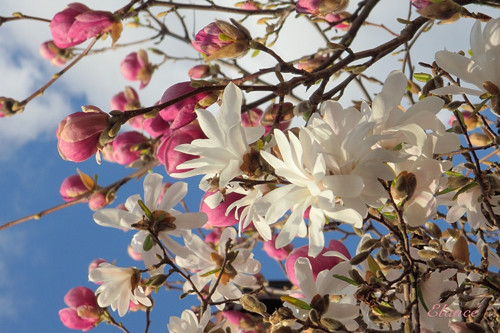 Magnolie II