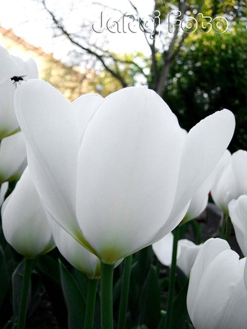 Bílý tulipánek