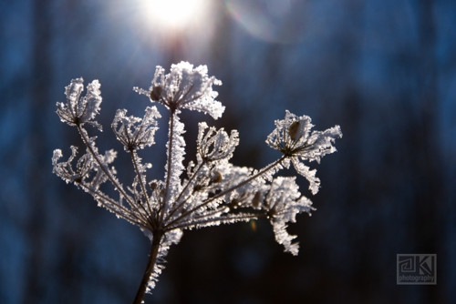 Frozen II - rezervace pro Monicech — foto 1