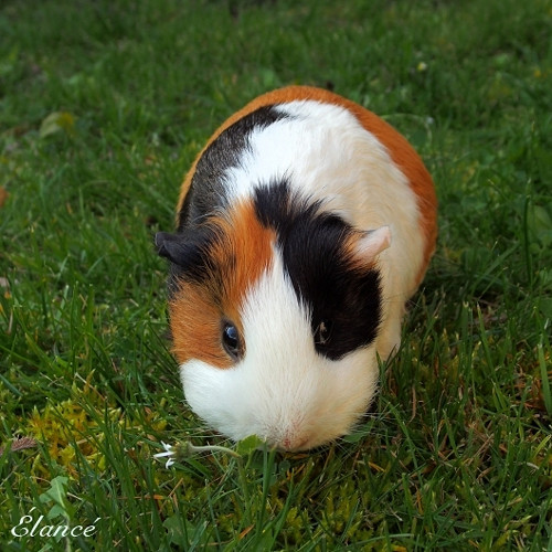 Ginny I