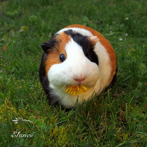 Ginny II