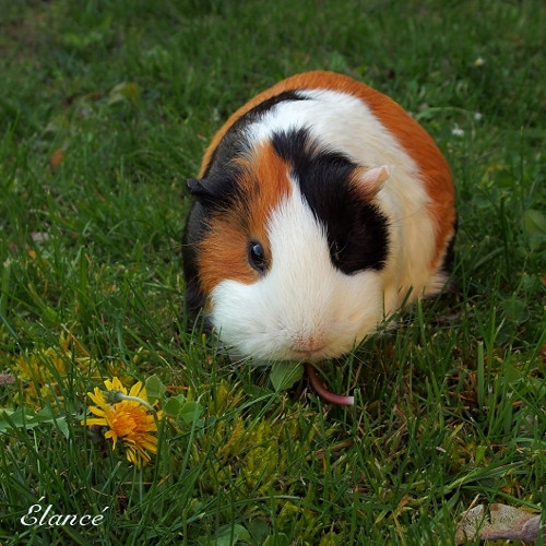 Ginny IV