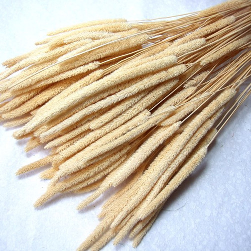 Phleum přírodní (50 g) — foto 1