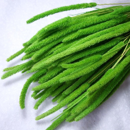 Phleum zelené (50 g) — foto 1