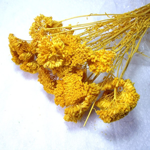 Achillea žlutá (3 ks) — foto 1