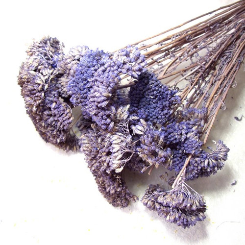 Achillea modrá (3 ks) — foto 1