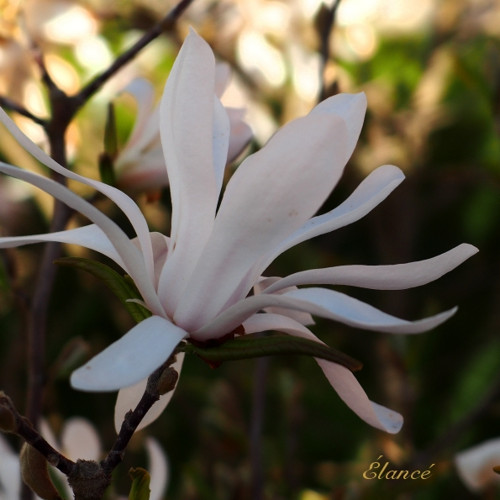 Magnolie V