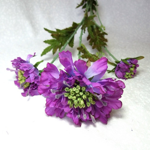 Hlaváč (Scabiosa) — foto 1