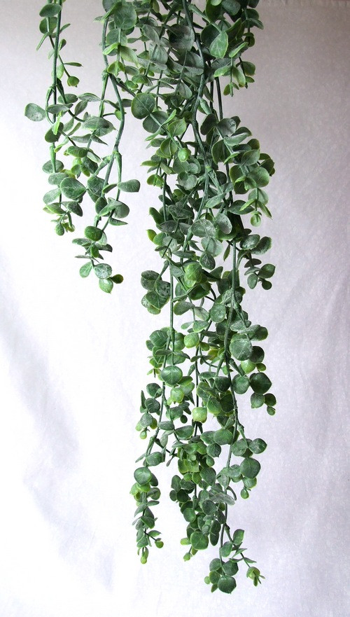 Eucalyptus - převis — foto 1