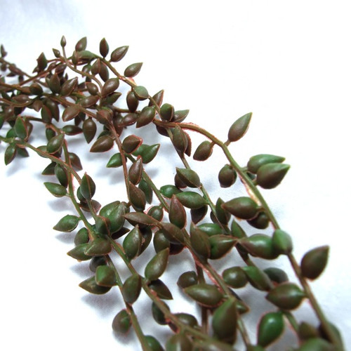 Senecio - převis — foto 1