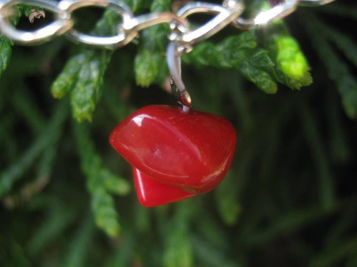 Korál čínský - nákotník