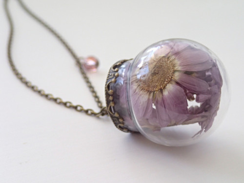Chrysanthemum — foto 1