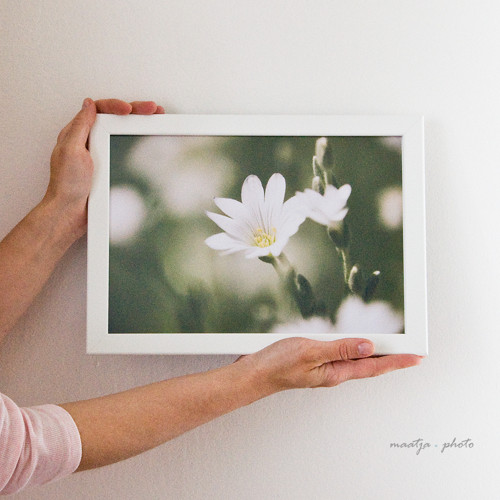 Bílý květ - Foto v rámečku 21x30cm