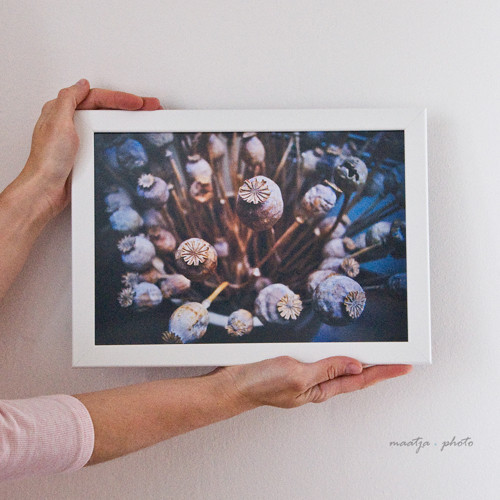 Makovičky - Foto v rámečku 21x30cm
