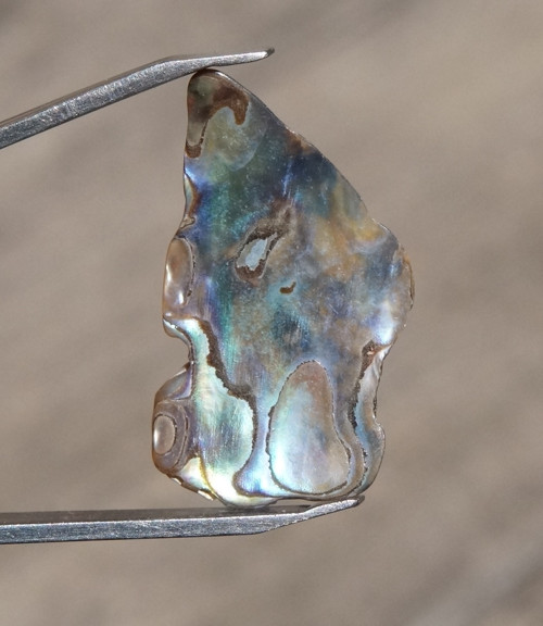 Paua mušle D3209 — foto 1
