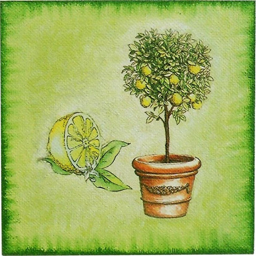 Obrázek 21x21: Citroník