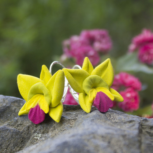 Brassolaeliocattleya Greenwich — foto 1