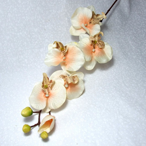 Orchidej lososovo-meruňková 70 cm