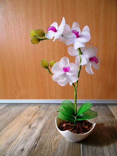 Bílá orchidej — foto 1