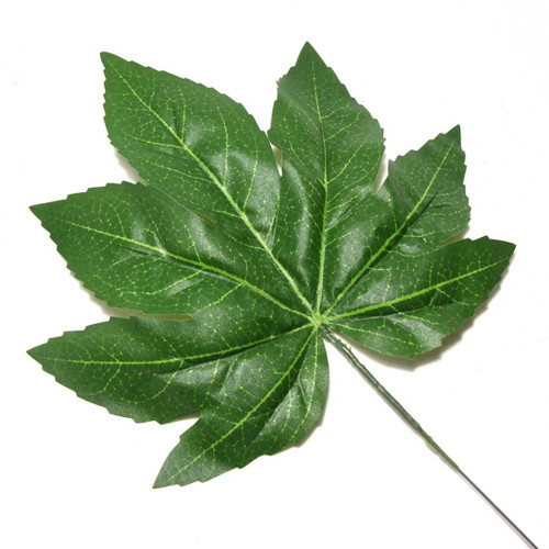 List Aralia — foto 1