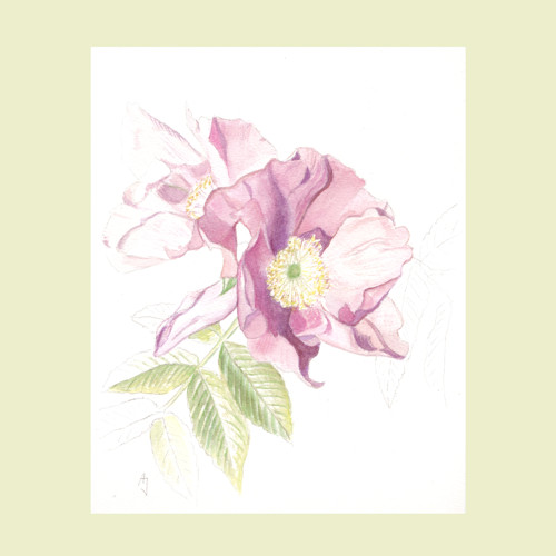 Růže Rosa rugosa - originál, akvarel — foto 1