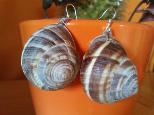 Snails from France — foto 1