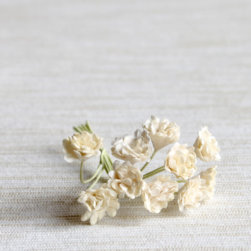 Gypsophila - nevěstin závoj - slonová kost 5 ks