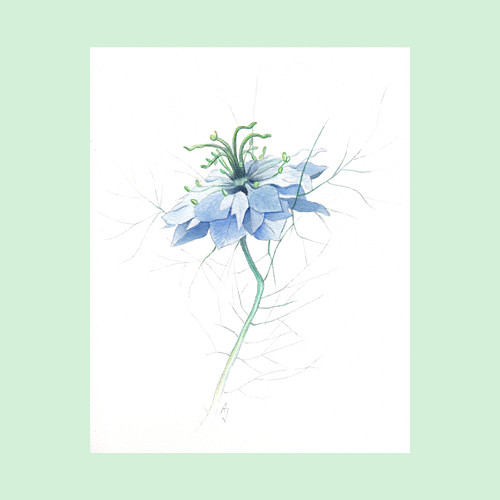 Modrá Nigella - originál, akvarel — foto 1