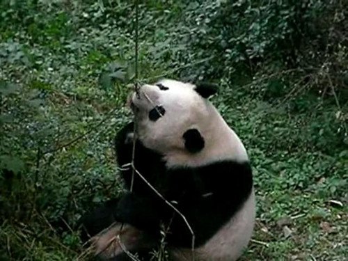 Test panda 3