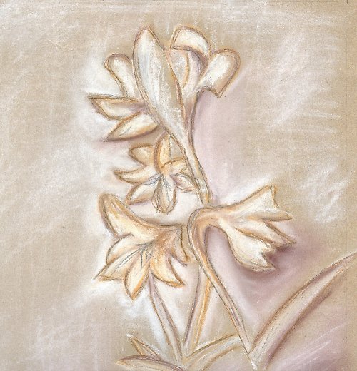 Amarylysy - pastel — foto 1