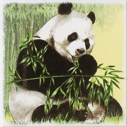 Kachlík: Panda