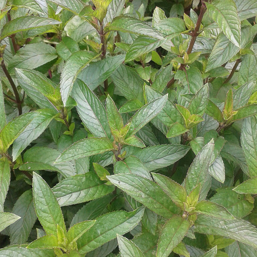 Cerstva mata peprna 10 dkg