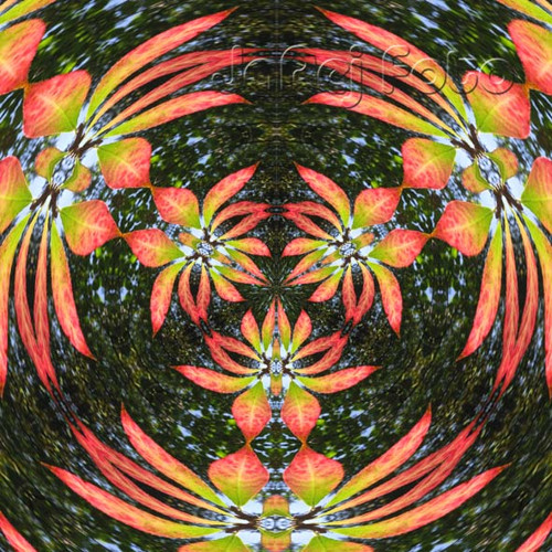 Mandala z pestrých listů