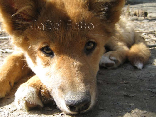 Dingo