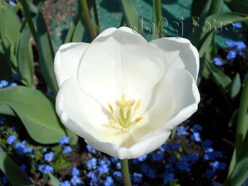 Bílý tulipán