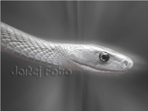 Mamba — foto 1
