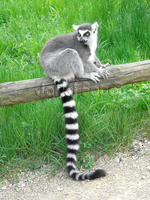 Lemur