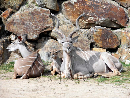 Rodinka kudu